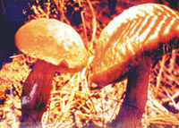 ţ�ξ�