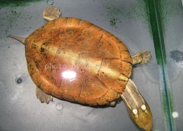 ... 斑水龟多少钱,眼斑水龟_四眼斑水龟,四眼斑水龟价格